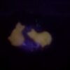 Glow in the Dark-Kitten-Clicker – Bild 2